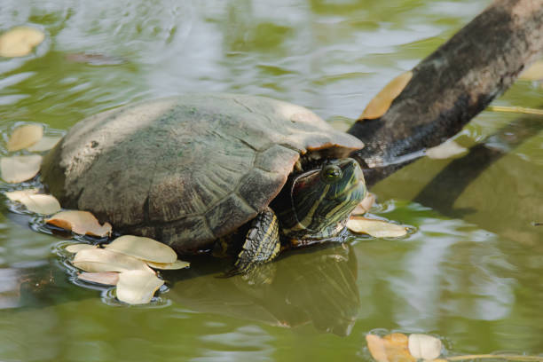 istock The turtle is on a branch above the swamp 1270253733