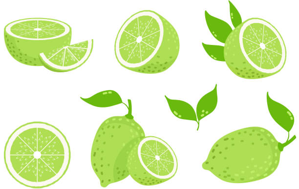 illustrazioni stock, clip art, cartoni animati e icone di tendenza di frutti di lime. fette di agrumi, limoni verdi isolati. illustrazione vettoriale di vitamina c fresca - lime ripe fruit citrus fruit