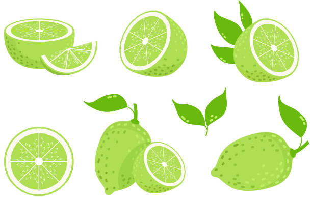 ライムフルーツ。柑橘類のスライス、孤立した緑のレモン。新鮮なビタミンcベクターのイラスト - plan c点のイラスト素材／クリップアート素材／マンガ素材／アイコン素材