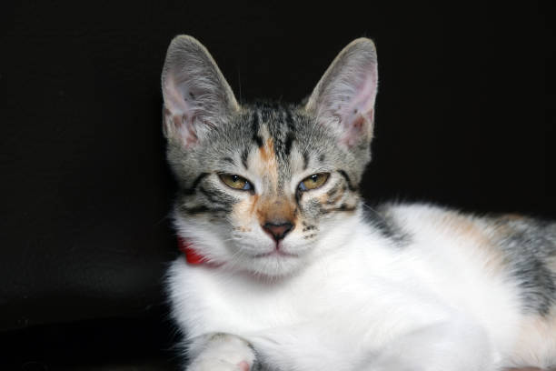 istock Young Cat hunting. Young Cat Hunting at Home. 1270255241