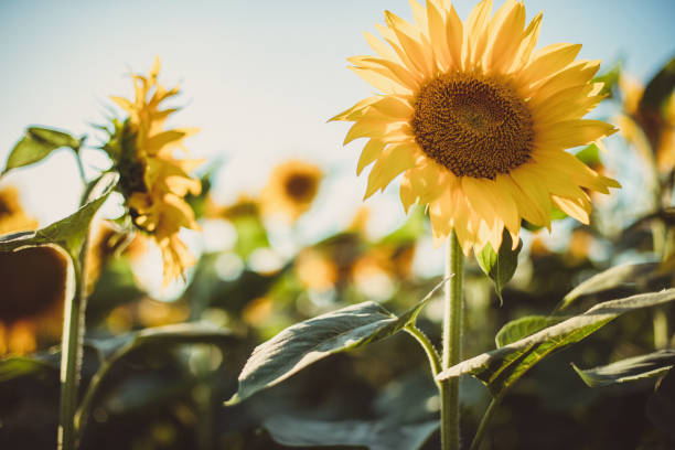Sunflower in the field, a sight we won't see until next summer. stock photo