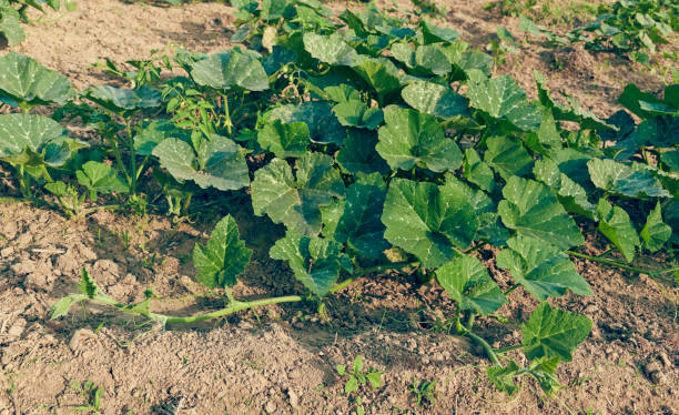 istock Young pumpkin plants in field 1270258132