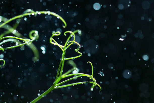 istock Green pea tendrils with dew drops on a blurred blue bokeh background 1270258419