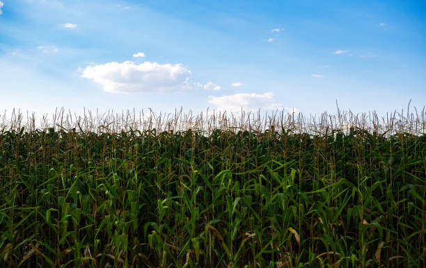 istock Corn field under blue sky in summer evening.Natural crops growing on rural farm 1270259004