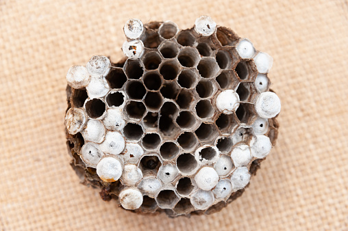 Wasp nest with larvae isolated on jute background - Asian giant hornet or Japanese giant hornet (Vespa mandarinia japonica). In japanese it is known as the suzumebachi literally Giant Sparrow Bee.