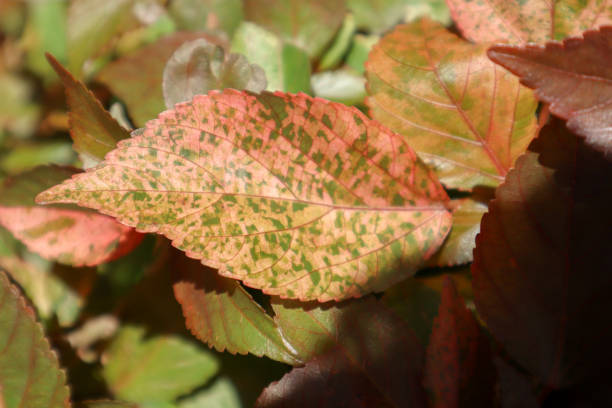 istock Beautiful red leaf with colorful spots. Unique textured leaves. 1270260310