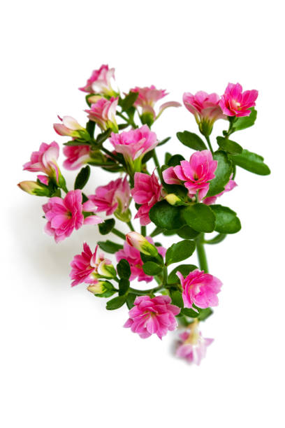 istock Indoor pink flowers on a white background 1270260896