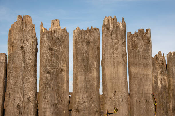 istock Texture of felled trees 1270260899