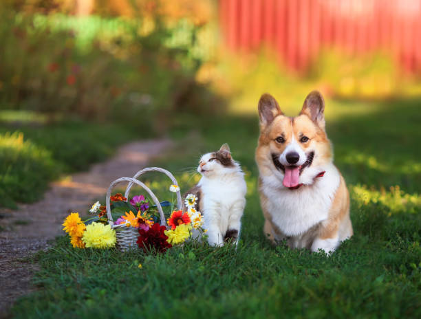 chat et chien marchent dans un jardin d’été ensoleillé à côté d’un panier festif de fleurs - purebred cat photos photos et images de collection