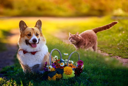 beautiful cat and dog walk in a Sunny summer garden next to a festive basket of flowers