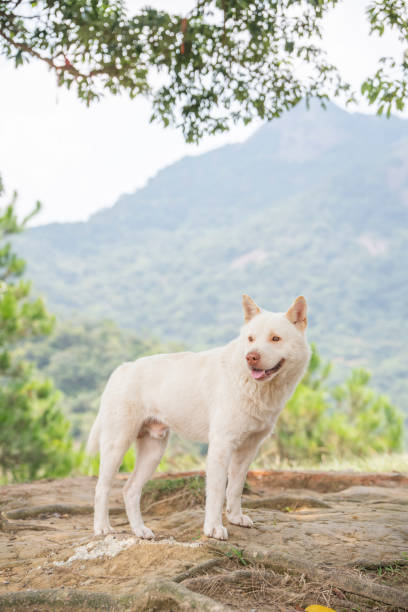 A white Chinese garden dog
