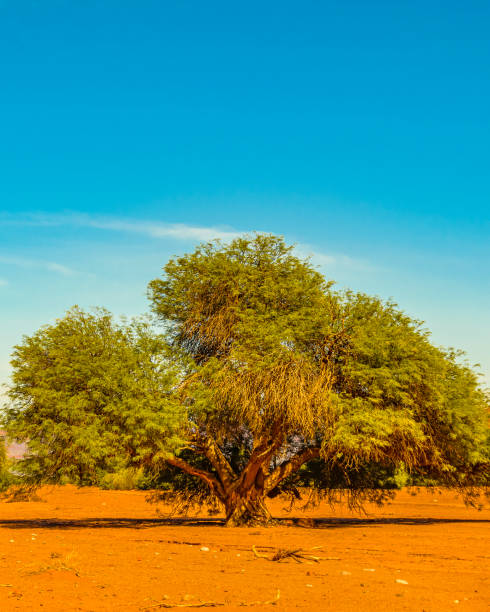 istock Talampaya National Park, La Rioja, Argentina 1270263576