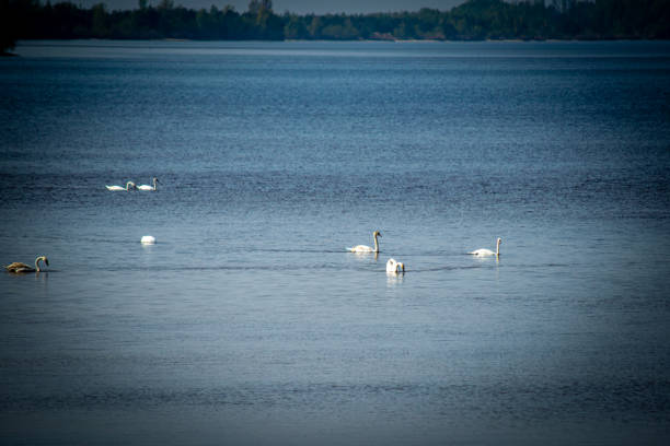 istock Swans on Kyiv sea at early spring 1270263738