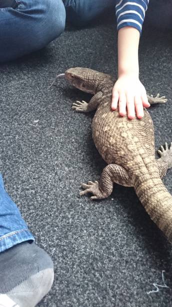 istock Bosc Monitor 1270264723