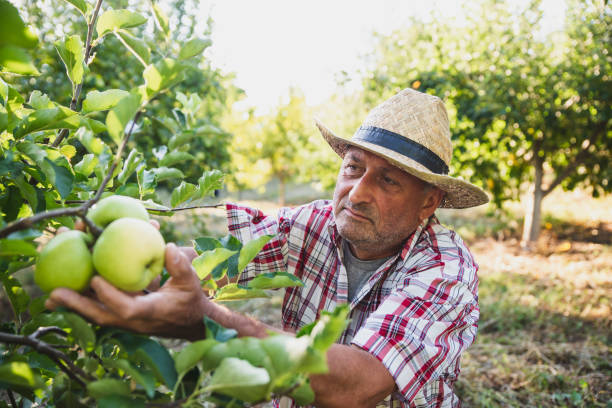 istock Senior Man Picking Up Apples in Orchard 1270265076