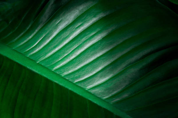 istock closeup nature view of green leaf background 1270266353