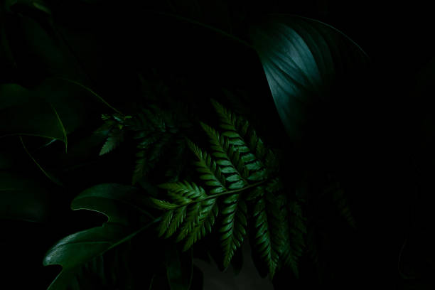 istock closeup nature view of green leaf on background and sunlight 1270266426