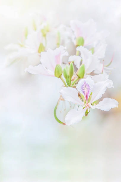 istock Close-up white Bauhinia variegata are in bloom. 1270267758