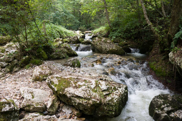 istock Forest landscape in the Tara mountain Serbia 1270267997