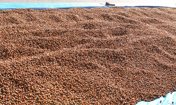 Hazelnuts are dried in summer