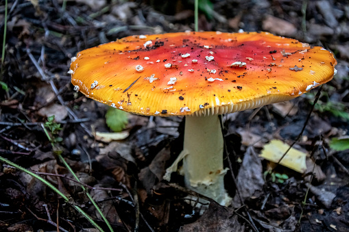 inedible mushroom with the Latin name Amanita muscaria is used in folk medicine