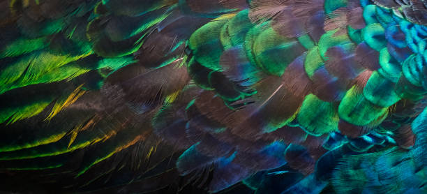 istock Patterns and colors of peacock feathers 1270269354