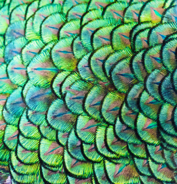 Patterns and colors of peacock feathers