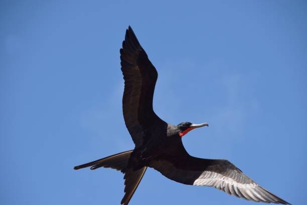istock Frigatebird flying in blue sky 1270269927