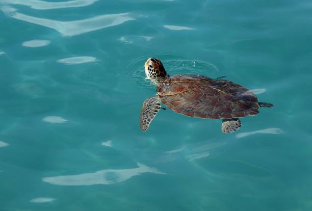 istock Sea Turtle swimming in turquoise water 1270269975