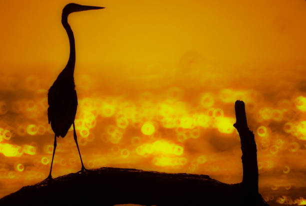 heron on log with sparkling sunset over ocean
