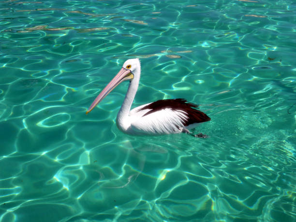 Pelican Flying above Water, coloured by Sand Stone Coloured cliffs.