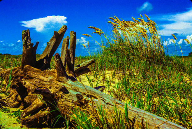 coastal seascape with large driftwood tree on sand dune with sea oats
