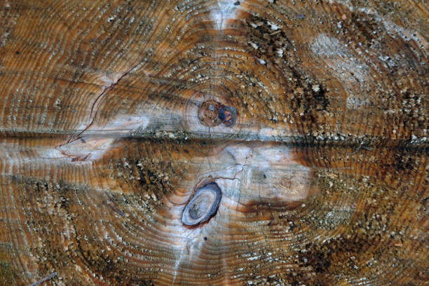 Old wooden texture background. Wooden texture, empty wood background.