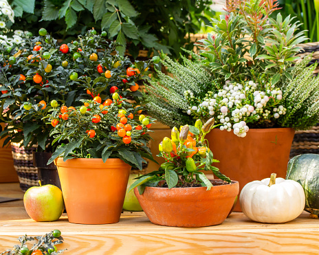 Nightshade and paprika in clay pots, garden decor. Fresh natural vegetables in pots, original design of the greenhouse. Autumn still life, harvesting