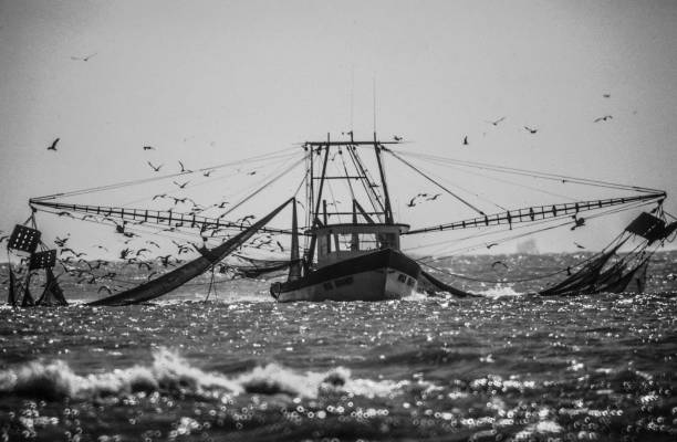 gulf of mexico shrimp boat nets shrimping on the gulf waters - barco de pesca de camarões imagens e fotografias de stock