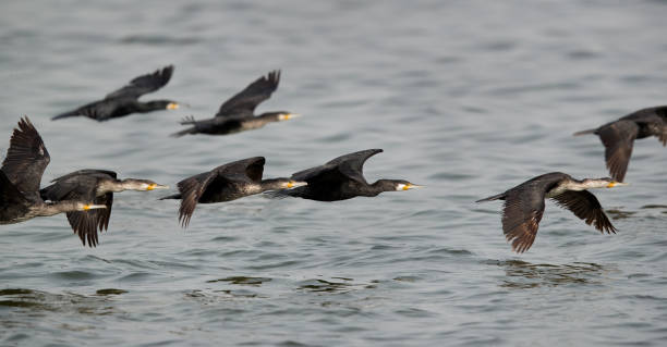 grandi cormorani in volo, eker, bahrain - great black cormorant foto e immagini stock