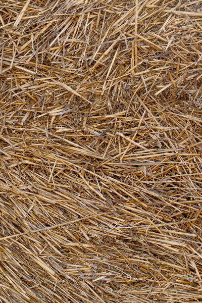 istock Dry hay texture. Background from dry yellow stems. 1270274799