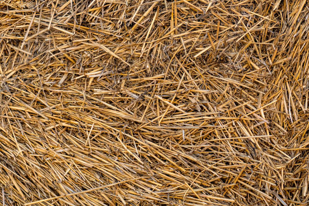 istock Dry hay texture. Background from dry yellow stems. 1270274803