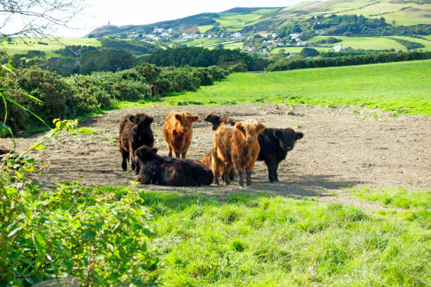 istock Cattle on the Isle of Man 1270275580