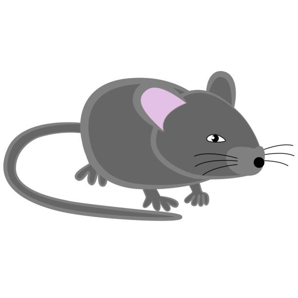 Gray house mouse on a white background. Gray house mouse with long tail isolated on white background. mus musculus stock illustrations