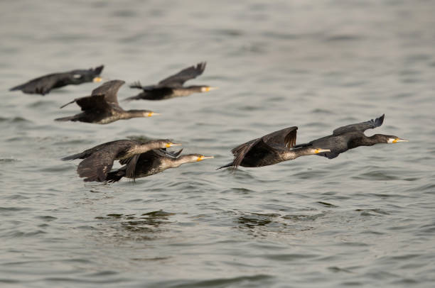 istock Great Cormorants flying at Eker creek, Bahrain 1270277239