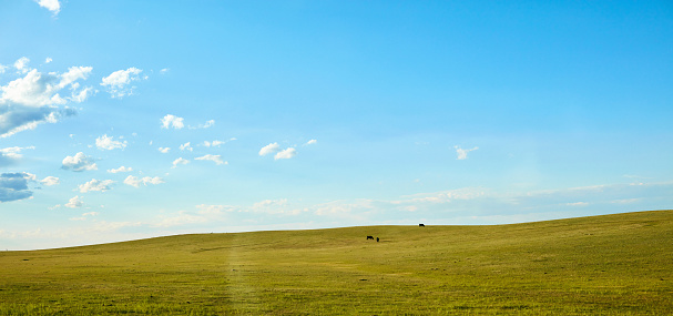 Summer scene with cows on grassy hill