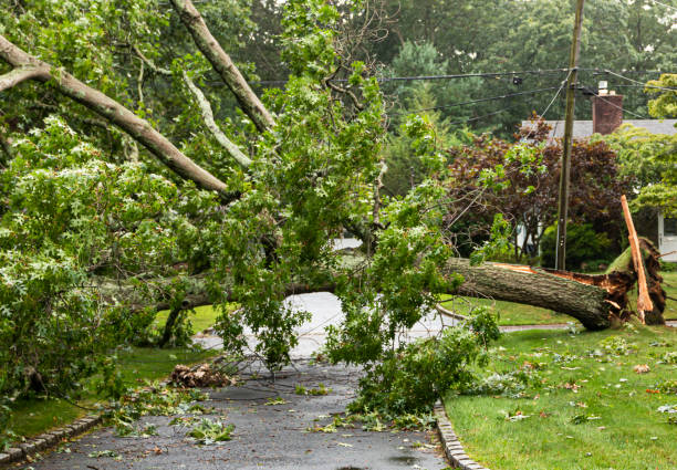 istock Tree crashes down on wires over a residential driveway 1270277306