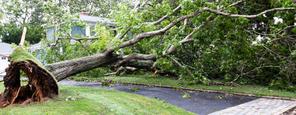 istock Tree lying across driveway on top of cable and electrical wires 1270277363