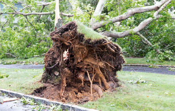 istock Tree stump with dirt and roots after hurricane Isaias 1270277371