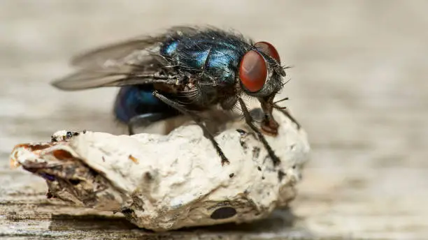 detailed close-up macro of a shiny blue fly working on wooden surface