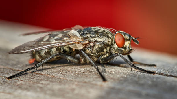 istock flesh fly - sacrophagidae brachycera 1270277580