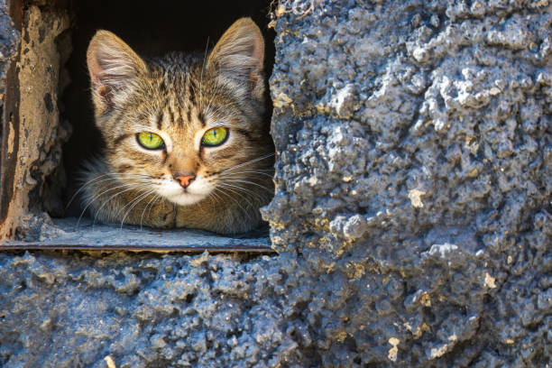 istock A cute kitten looks at the photographer cautiously through a small square vent in the textured foundations of a rural house. 1270277582