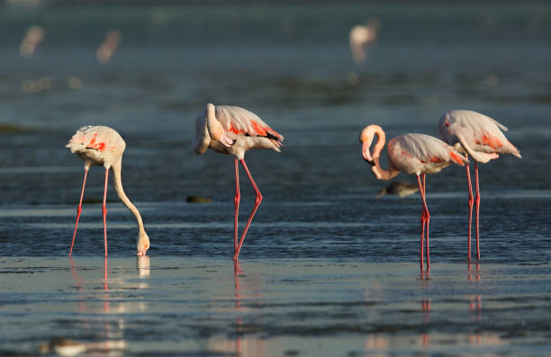 istock Greater Flamingos preening and feeding 1270277706