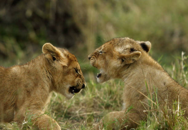 istock Lion cubs playing, Masai Mara, Kenya 1270278397